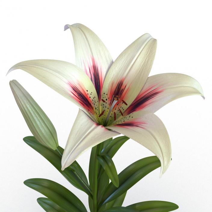 3D White Asiatic Lily model