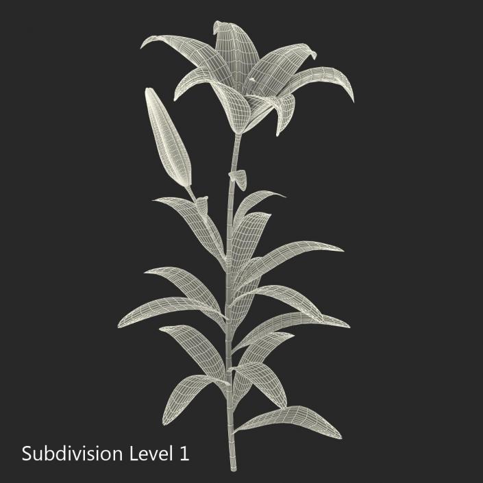 3D White Asiatic Lily model