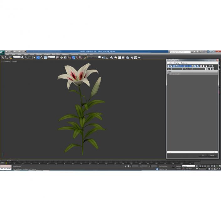 3D White Asiatic Lily model