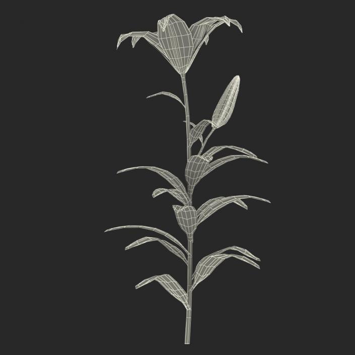 3D White Asiatic Lily model