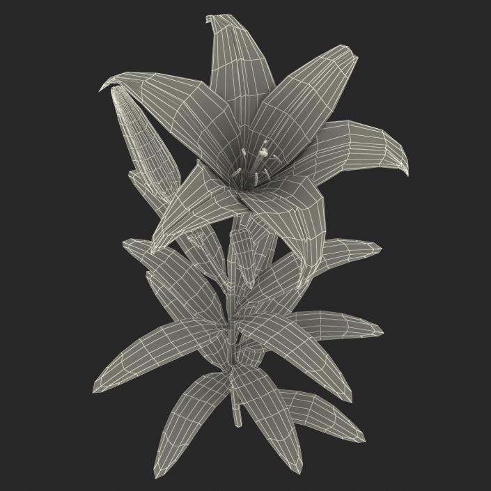 3D White Asiatic Lily model