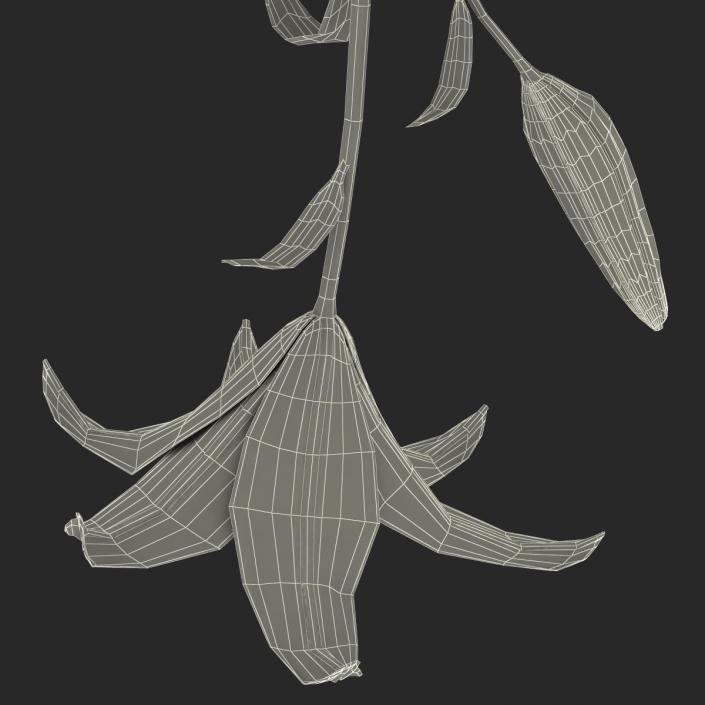 3D White Asiatic Lily model