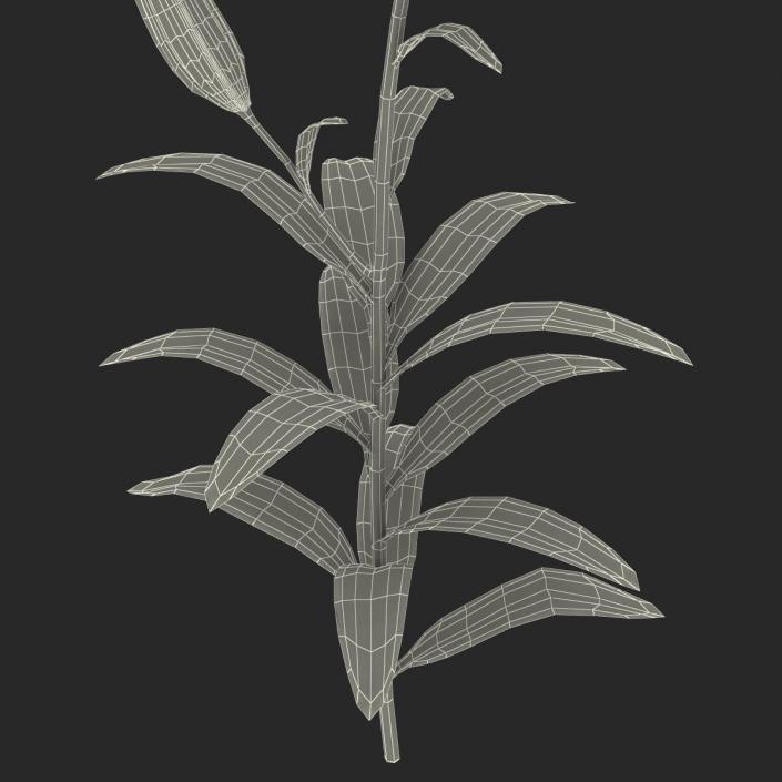 3D White Asiatic Lily model