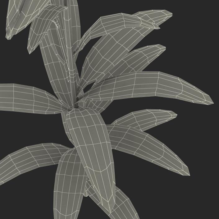 3D White Asiatic Lily model