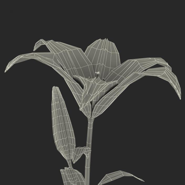 3D White Asiatic Lily model