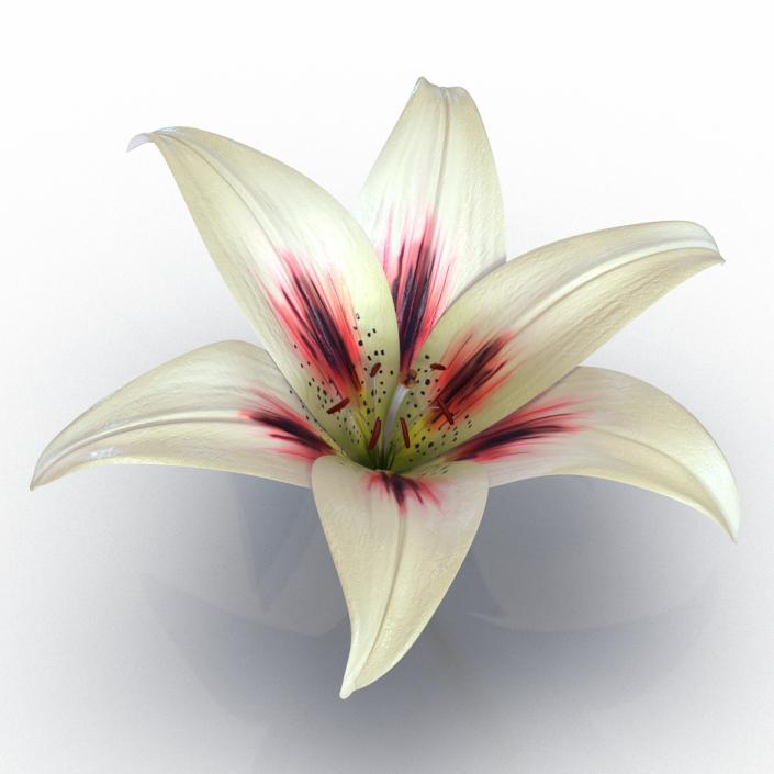 3D Lily Flower