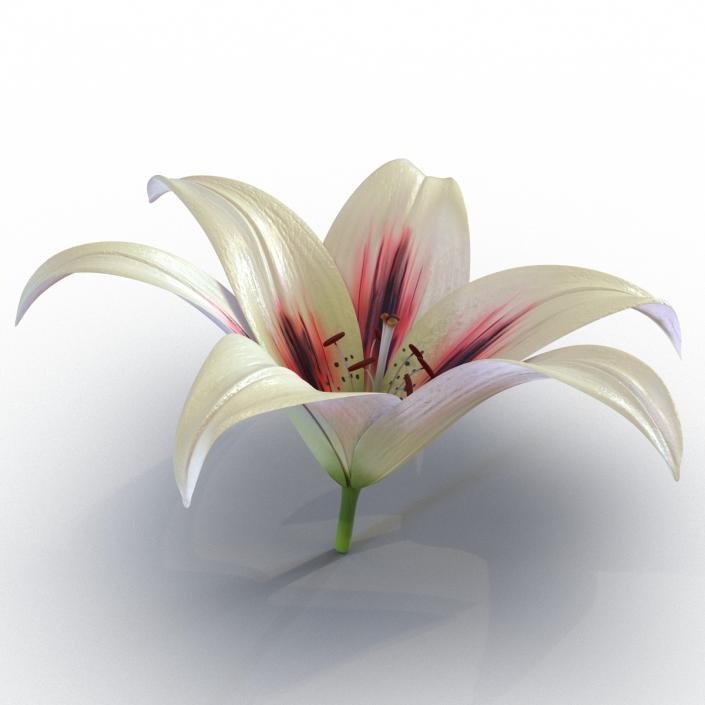 3D Lily Flower