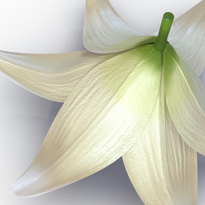 3D Lily Flower