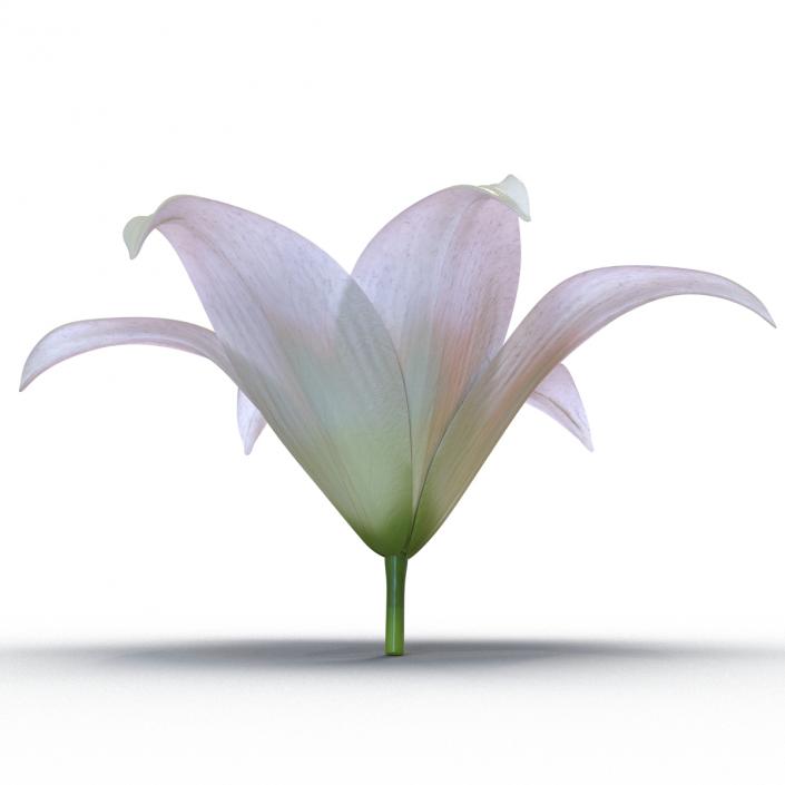 3D Lily Flower