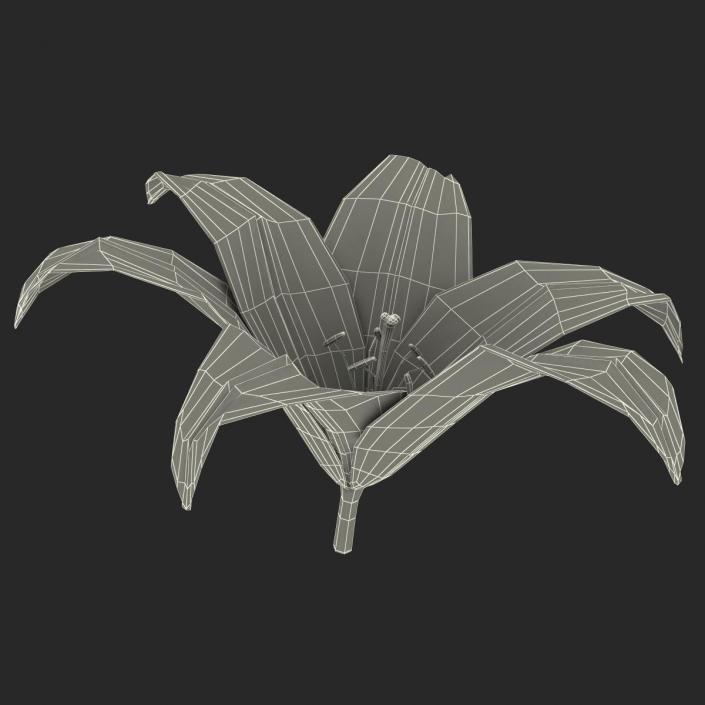 3D Lily Flower