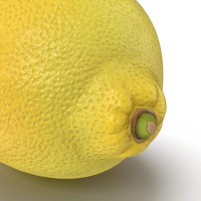 Lemon 3D model