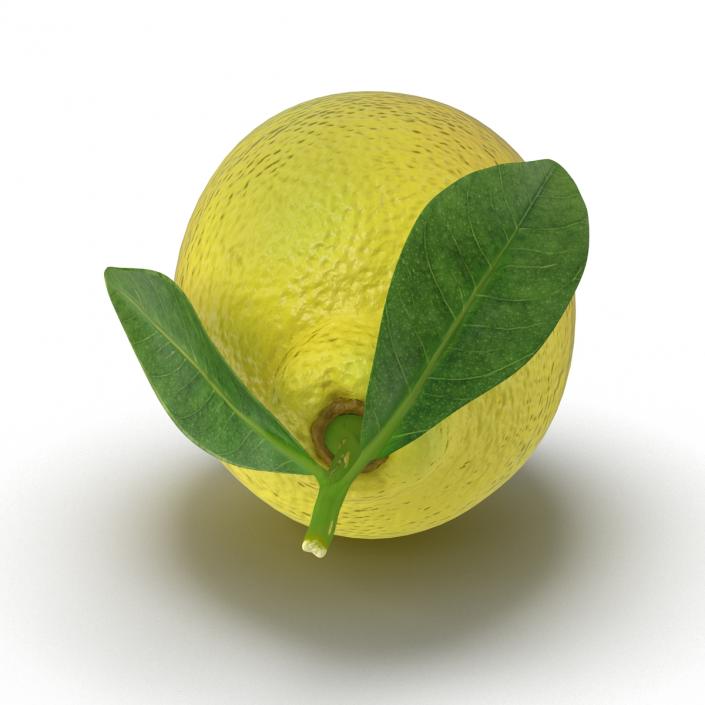 Lemon 2 3D model