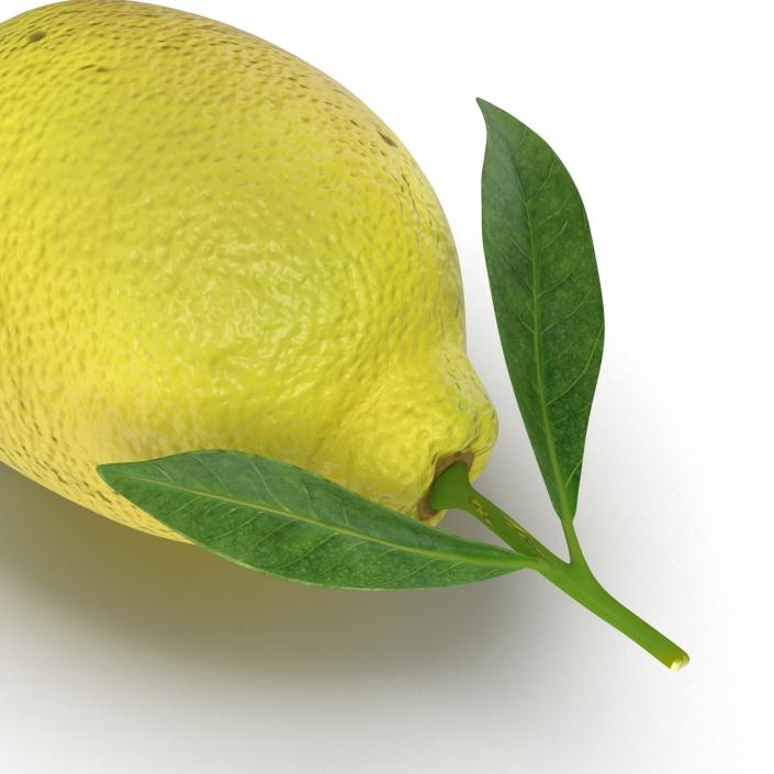 Lemon 2 3D model