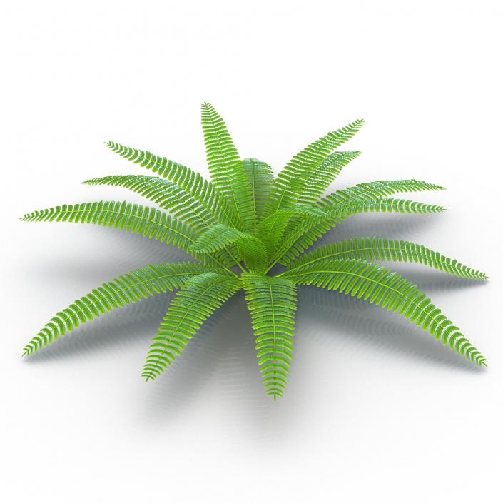 3D model Fern 3