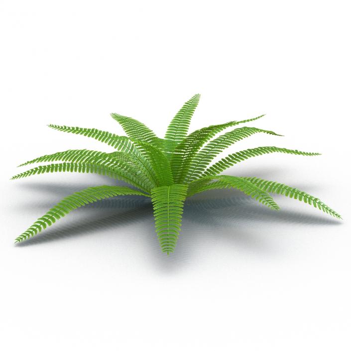 3D model Fern 3