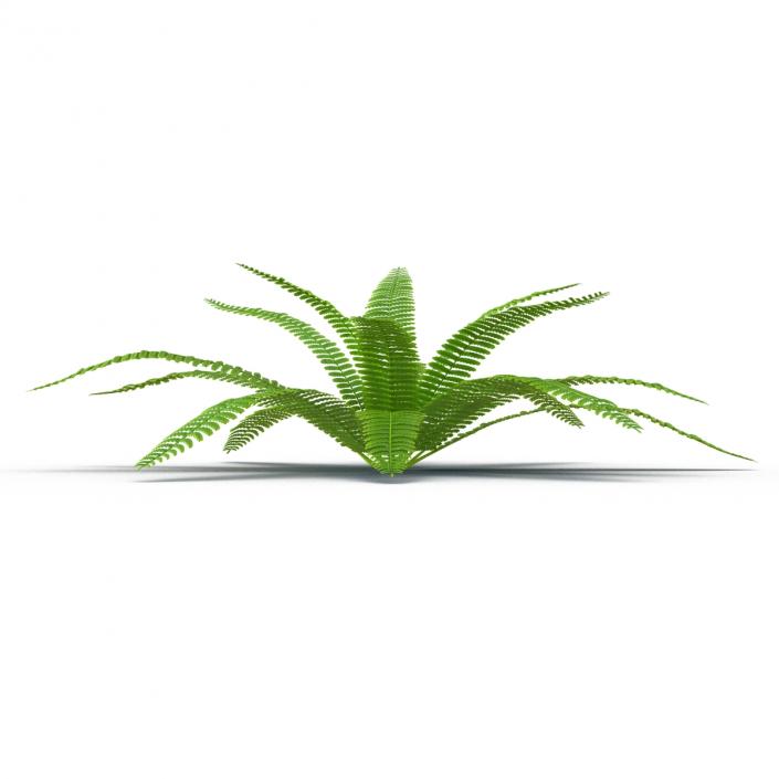 3D model Fern 3