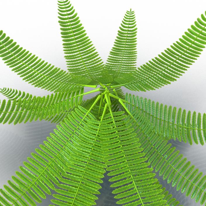 3D model Fern 3