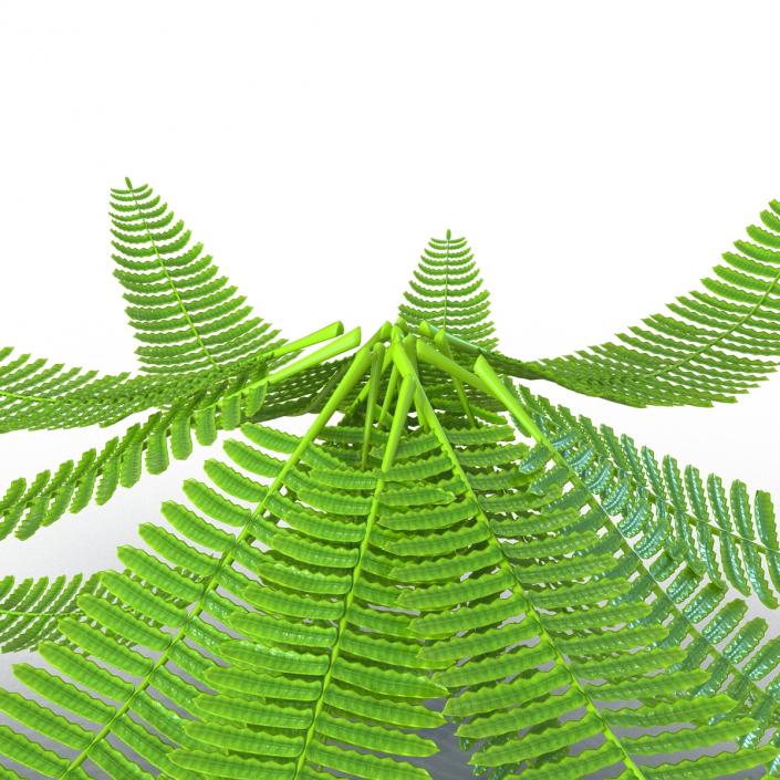 3D model Fern 3