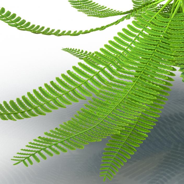 3D model Fern 3