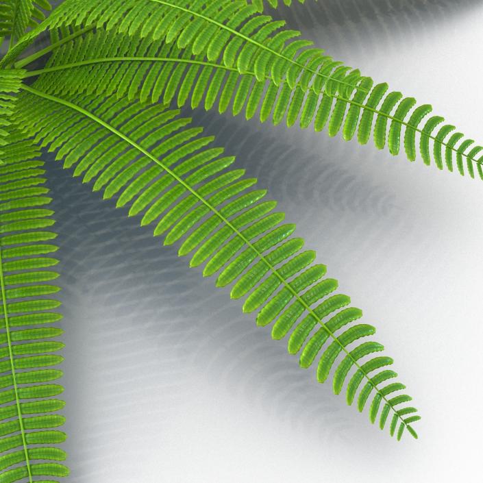 3D model Fern 3