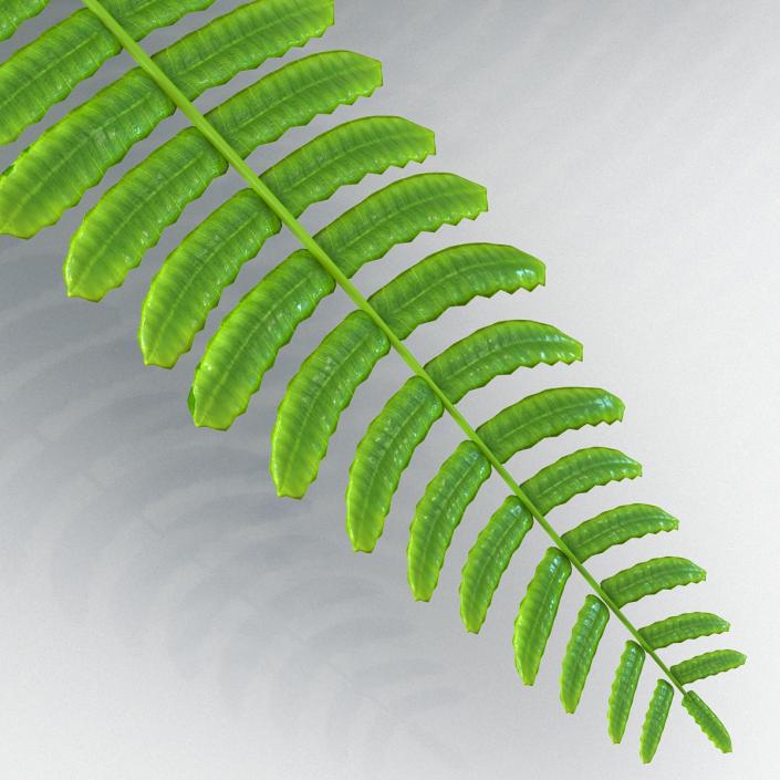 3D model Fern 3