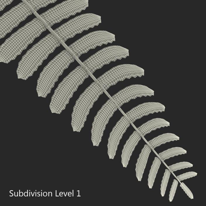 3D model Fern 3