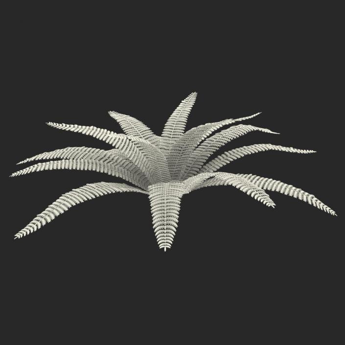 3D model Fern 3