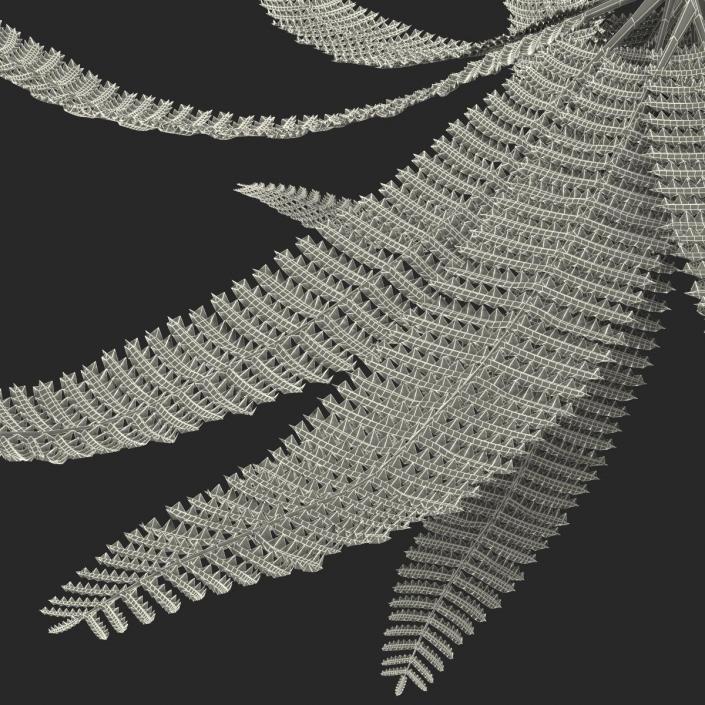 3D model Fern 3