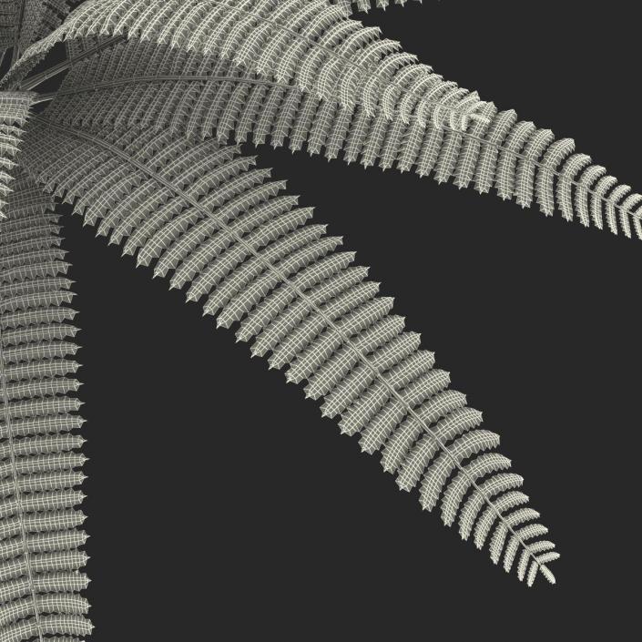 3D model Fern 3