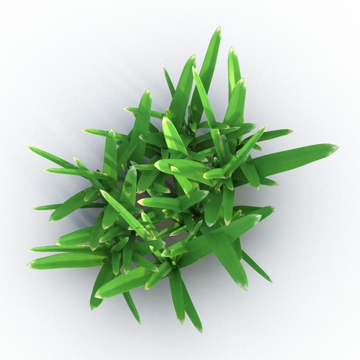 Grass 3 3D model