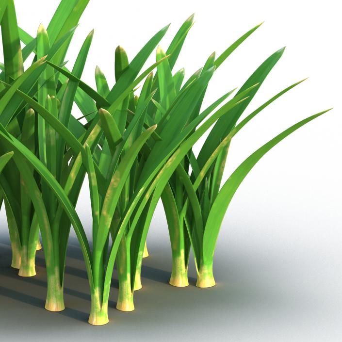 Grass 3 3D model