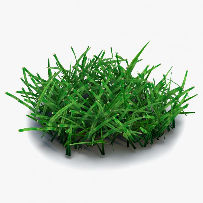 Grass 4 3D model