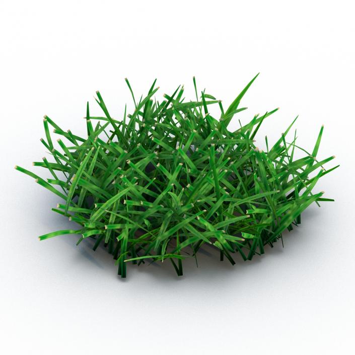 Grass 4 3D model