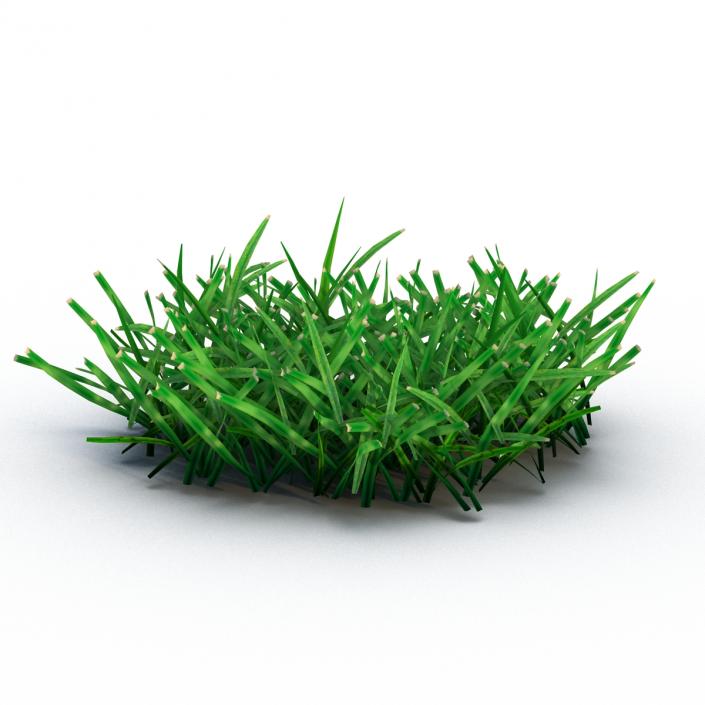 Grass 4 3D model