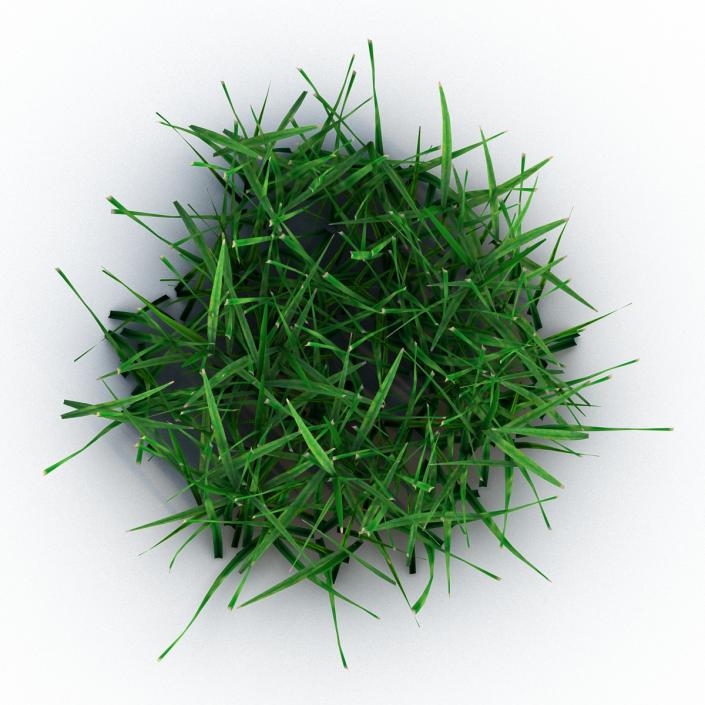 Grass 4 3D model