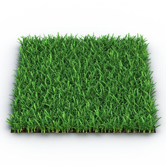 3D Saint Augustine Warm Season Grass model