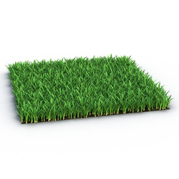 3D Saint Augustine Warm Season Grass model