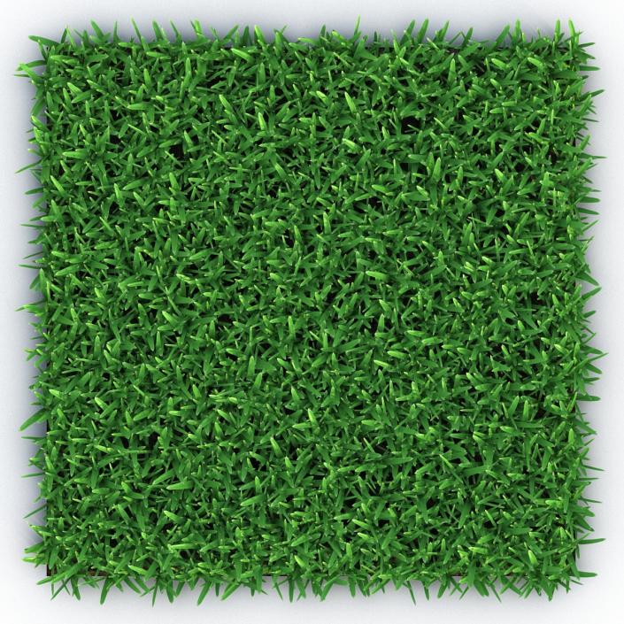 3D Saint Augustine Warm Season Grass model