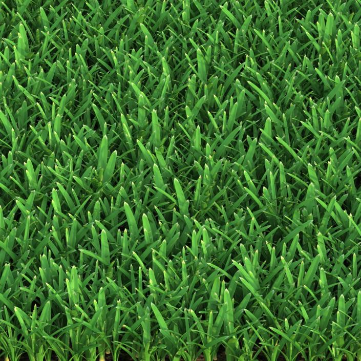 3D Saint Augustine Warm Season Grass model