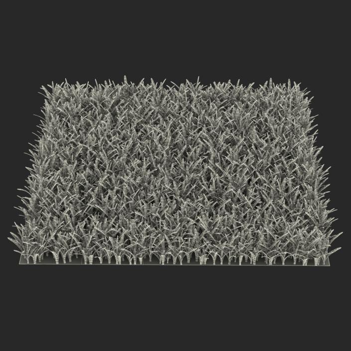 3D Saint Augustine Warm Season Grass model