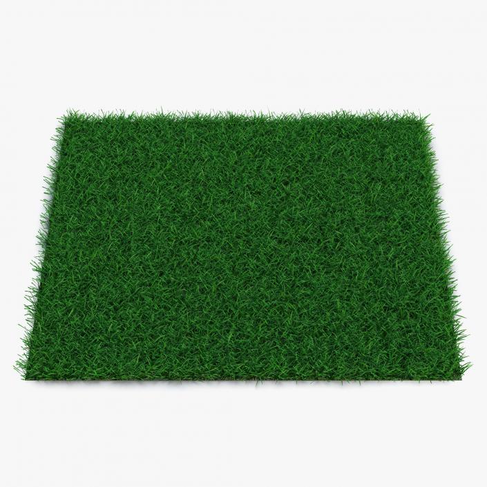 3D model Seashore Paspalum Warm Season Grass