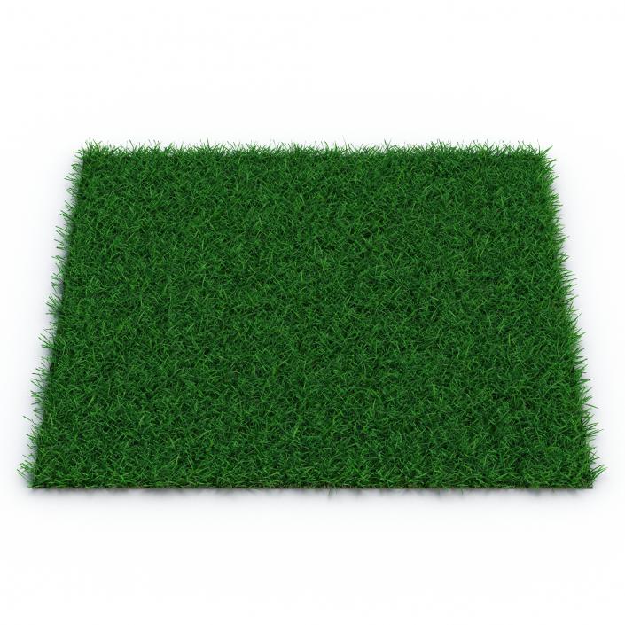 3D model Seashore Paspalum Warm Season Grass