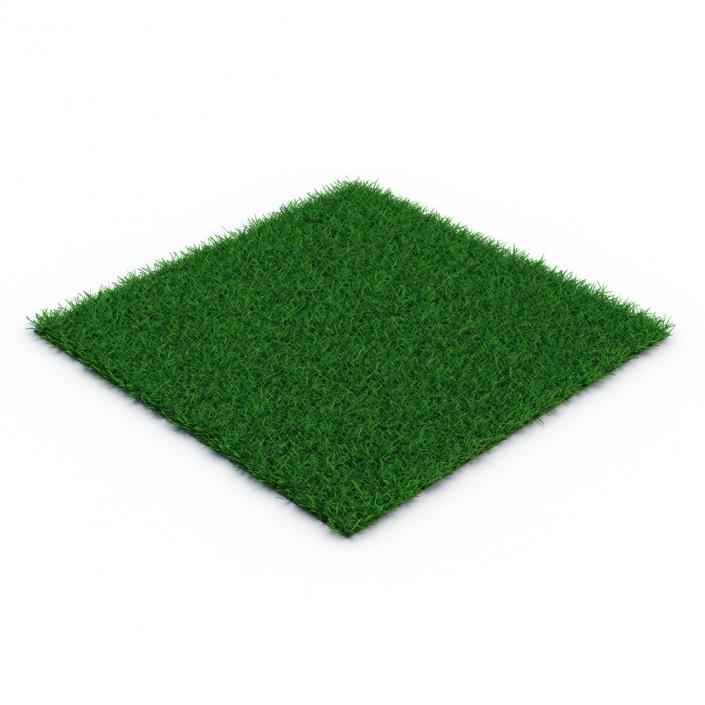 3D model Seashore Paspalum Warm Season Grass