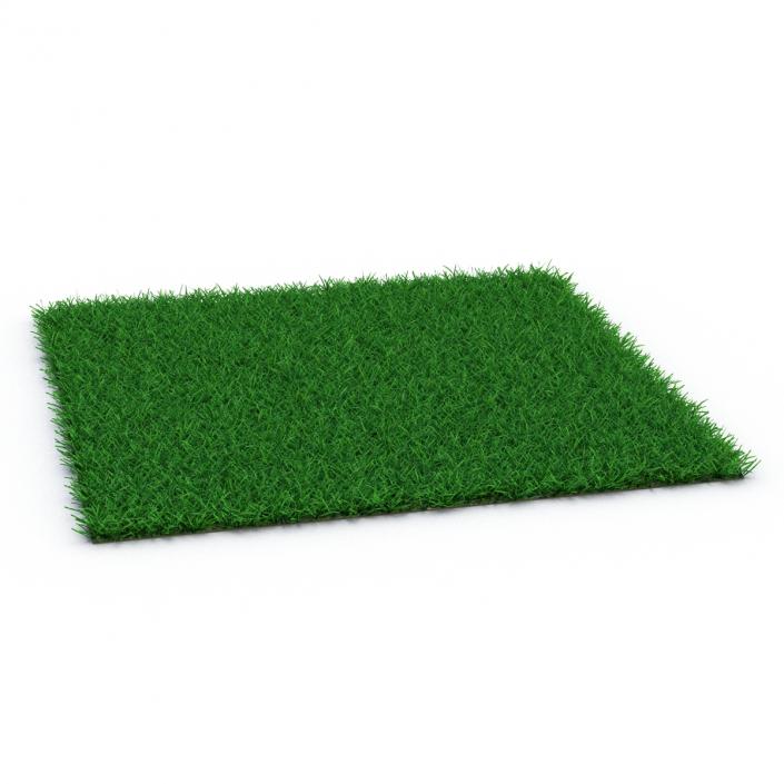 3D model Seashore Paspalum Warm Season Grass