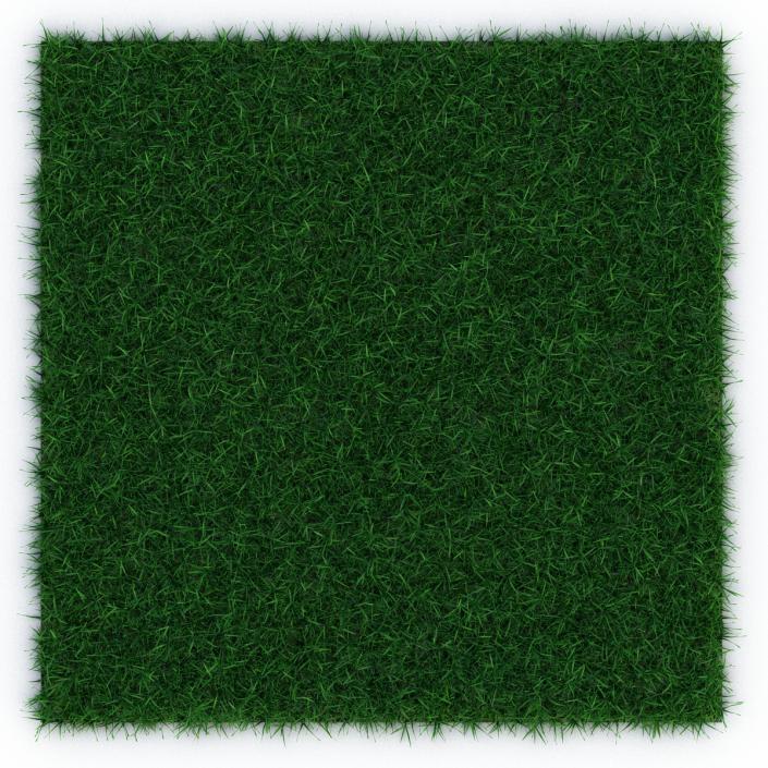 3D model Seashore Paspalum Warm Season Grass