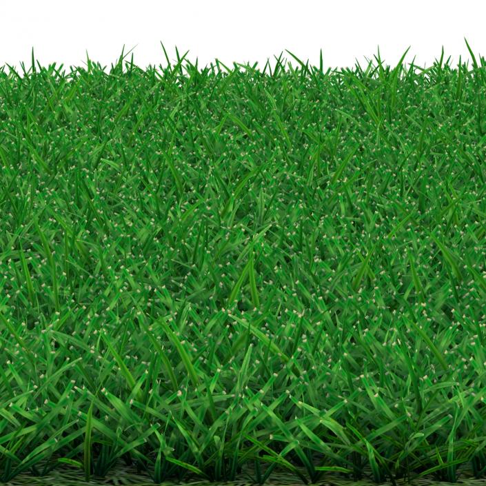 3D model Seashore Paspalum Warm Season Grass