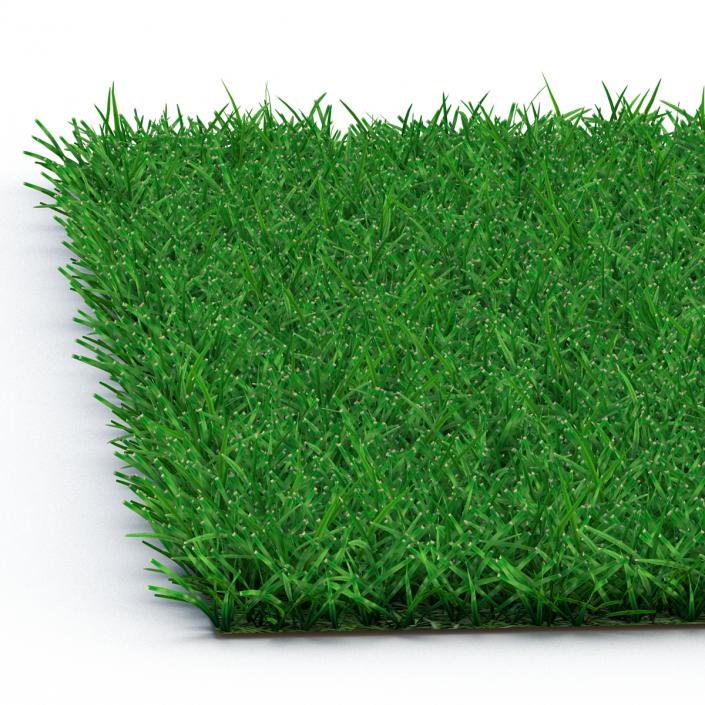 3D model Seashore Paspalum Warm Season Grass