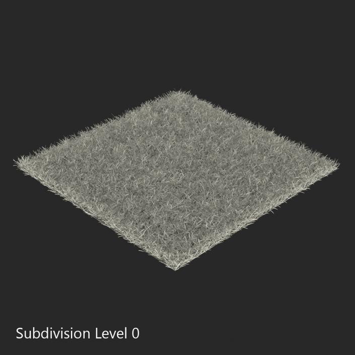 3D model Seashore Paspalum Warm Season Grass