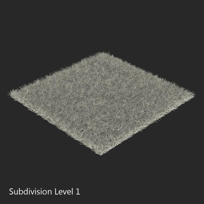 3D model Seashore Paspalum Warm Season Grass