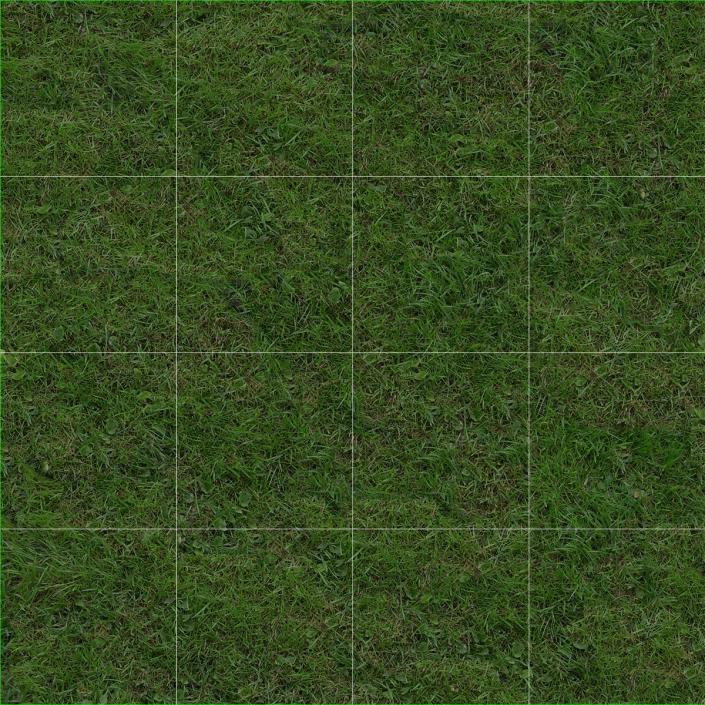 3D model Seashore Paspalum Warm Season Grass